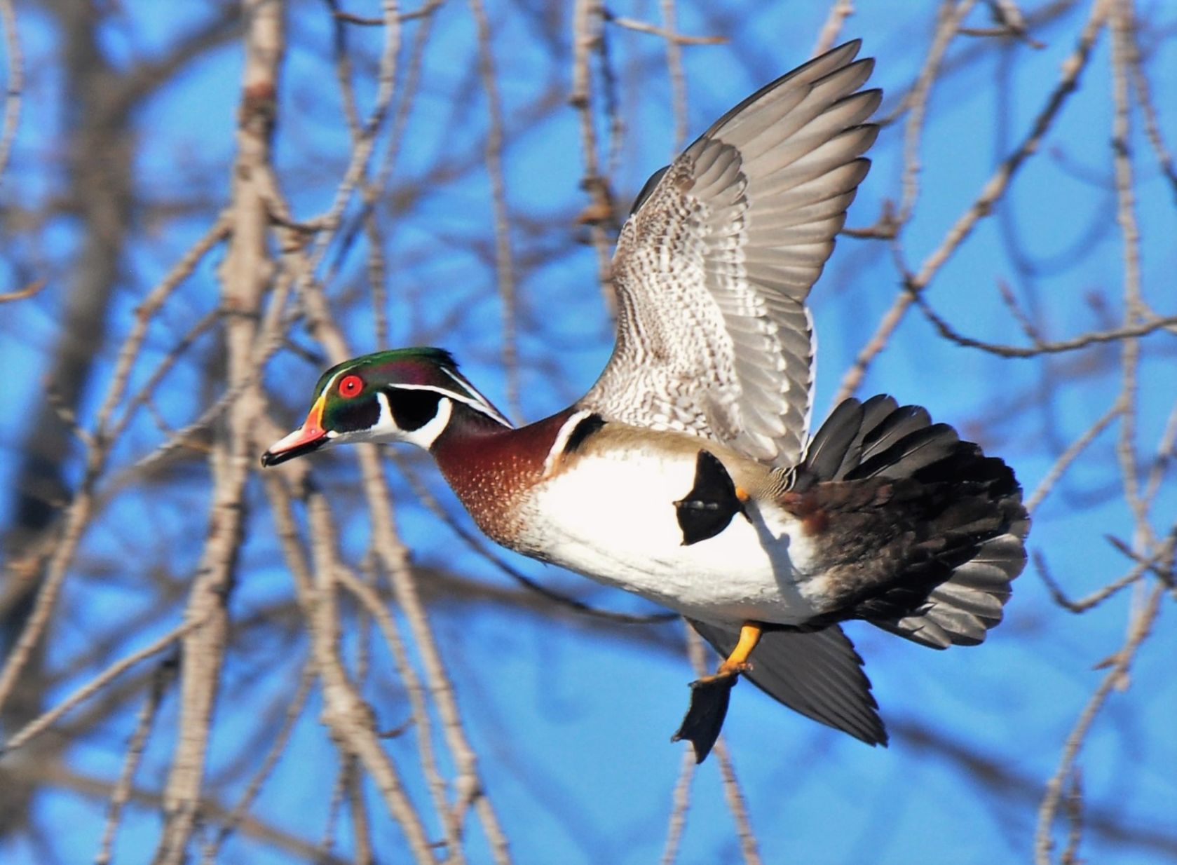 Duck descending